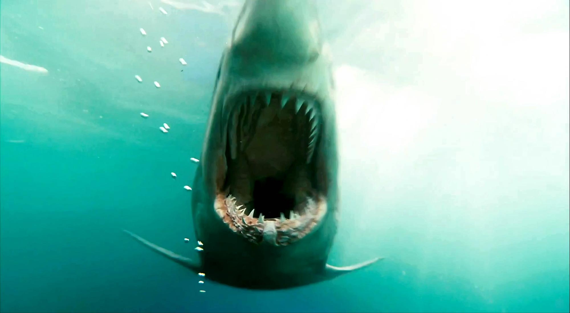 Shark Night Available Now on Blu-ray/DVD