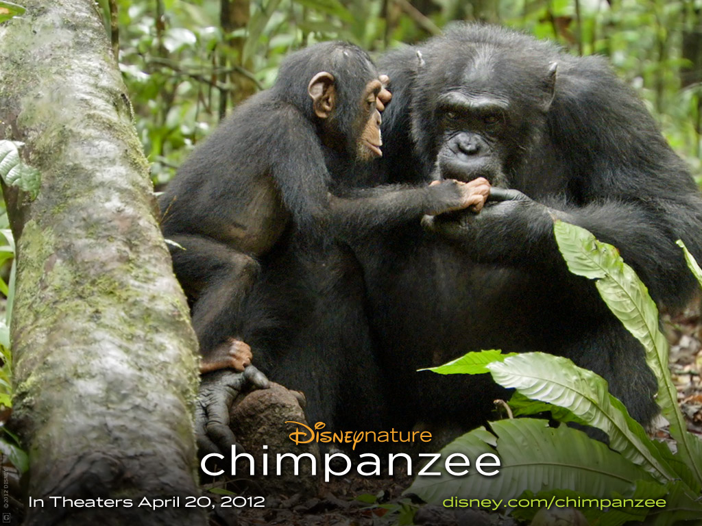 Chimpanzee Just in time for Earth Day