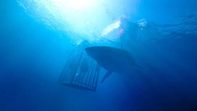 47-meters-down-shark-and-cage-wide