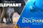 ELEPHANT and DOLPHIN REEF Deliver Beautiful Imagery