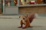 FLORA & ULYSSES Features Cute Superhero Squirrel Antics