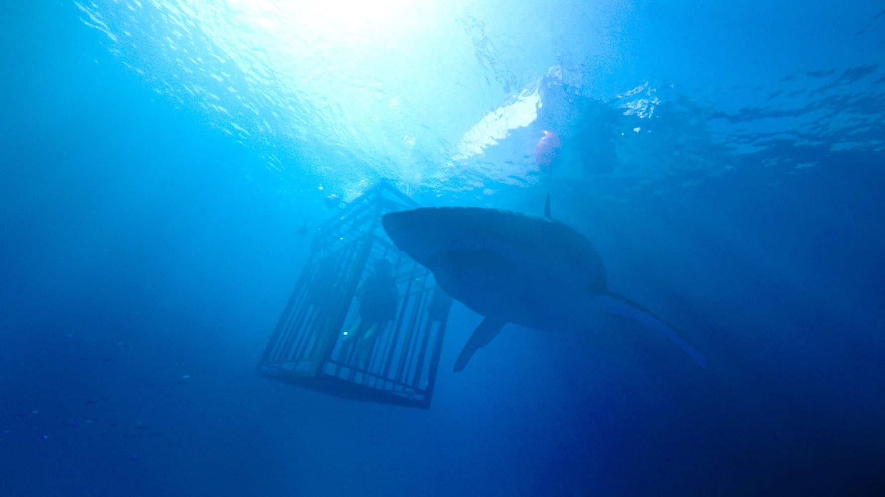 47 METERS DOWN Features Impressive Sharks, But Strains Credibility